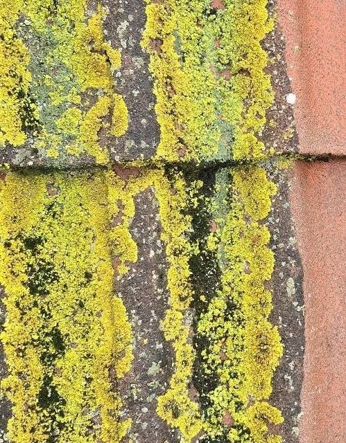 Taktvätt före – mossbelagt tak